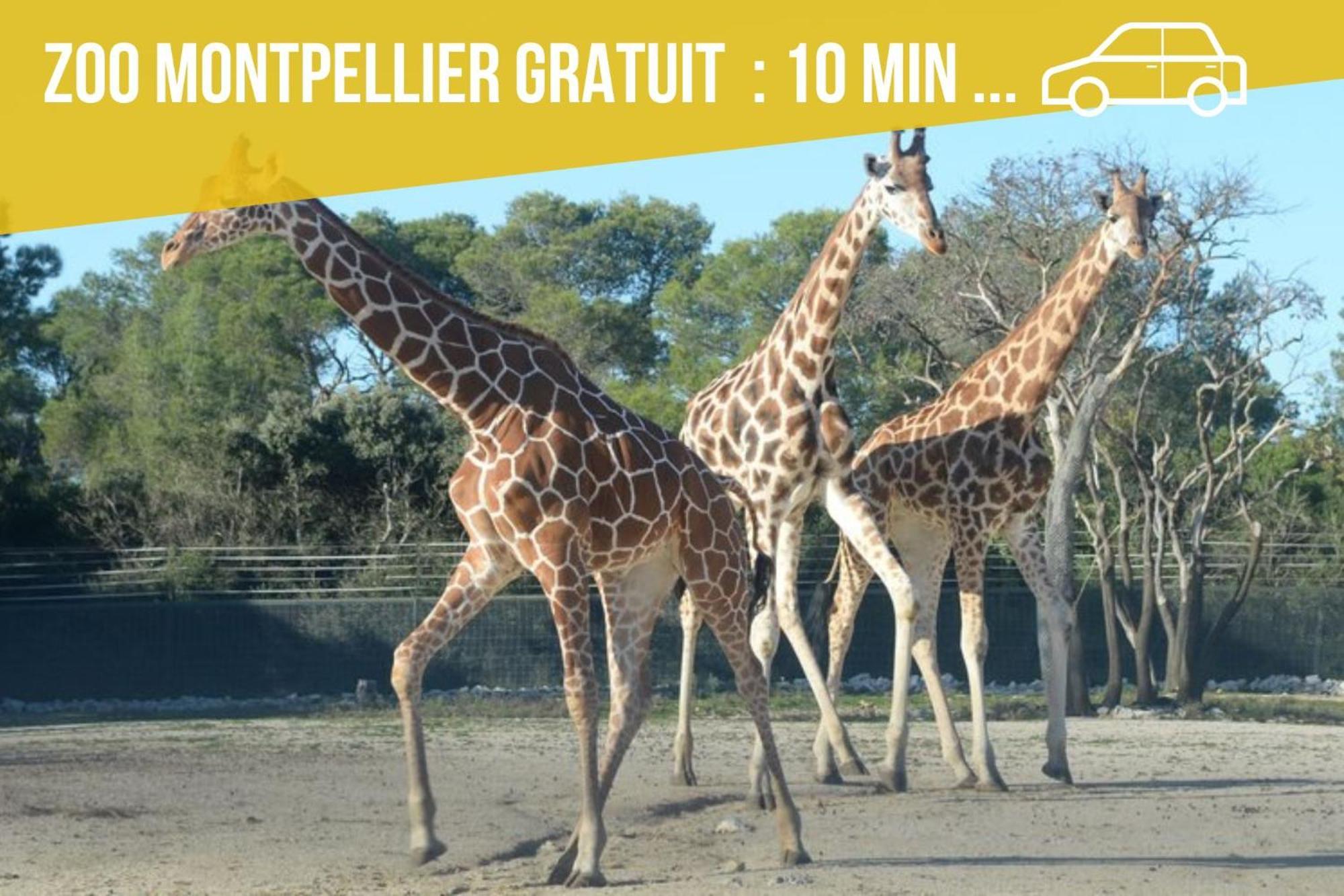 Amja Proche Clinique Saint-Roch Apt 3 Chambres 3 Salles De Bain Parking Gratuit Ideal Famille Groupe Coworking 10 Min Centre Ville 10 Min Plage 5 Min Sortie Autoroute Μονπελιέ Εξωτερικό φωτογραφία